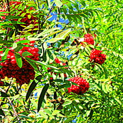 Rowan_berries_card