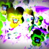 Violets_thumb