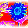 Blue_sunflower_thumb