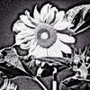 Sunflower_at_night_thumb