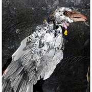 Raven_7_card