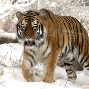 Tiger_card