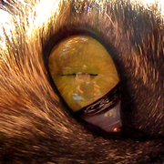 Catseye_portrait_2_card