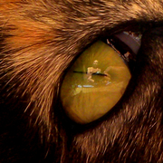 Catseye_portrait_1_card