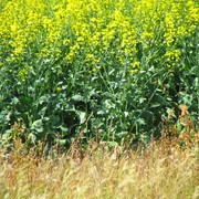 Img_8223_card