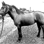 Baby_my_horse_sketched_card