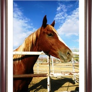 H_dscn8778_chestnut_stallion_frm444_dla_card
