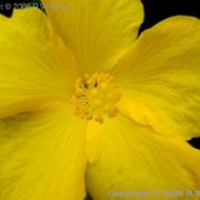 Center_of_attraction_card