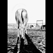 S_dscn8300_horse_butt_sunset_sketched_frm999_card