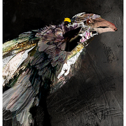 Raven_9_card