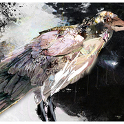Raven_10_card