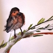Robin__400x279__card