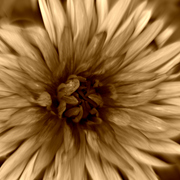 Img_8932c_card