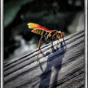 Wasp_snapseed_card