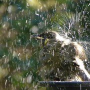 Honeyeater_frisk_4_card