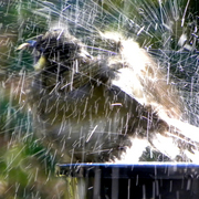 Honeyeater_frisk_3_card