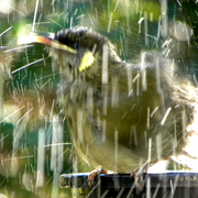 Honeyeater_frisk_2_card