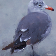 Gull_portrait_i_card