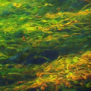Grass_abstract_under_water_img_0860__2__card
