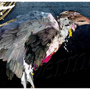 Raven_12_card