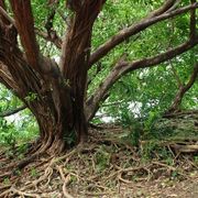 Narra_tree_card