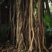 Balete_tree_card