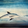 Dolphins_thumb