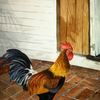 Rooster_thumb