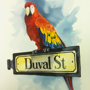 Duval-parrot_card