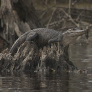 Alligator_sunning_card
