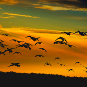 Flight_card