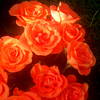 Roses_thumb