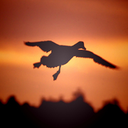 Landing_card