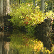 Bayou_reflections_card