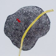 Ruimtelijk_object_card