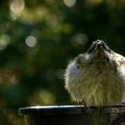 Afterbath_card