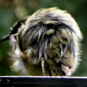 Afterbath_3_card