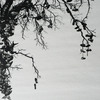 Tree_thumb
