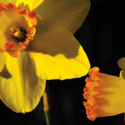 Abstract_flower_color_card