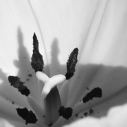 Abstract_flower_bw_card