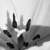 Abstract_flower_bw_thumb