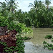 836-amazonscene_card