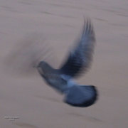Dove_card