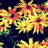 In_artificial_light_thumb