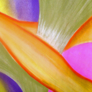 Pic_whizzz_015_edited_card
