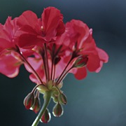 Img_9098b_card