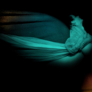 Night_flight__bluish_less_belly__11w72_rgb__card