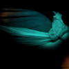 Night_flight__bluish_less_belly__11w72_rgb__thumb