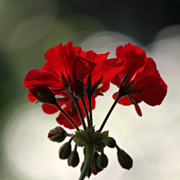 Img_9062a_card