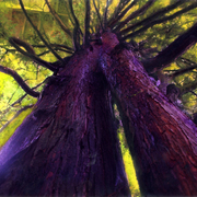 Purpletree_card